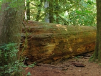 15890CrLe - Cathedral Grove.JPG